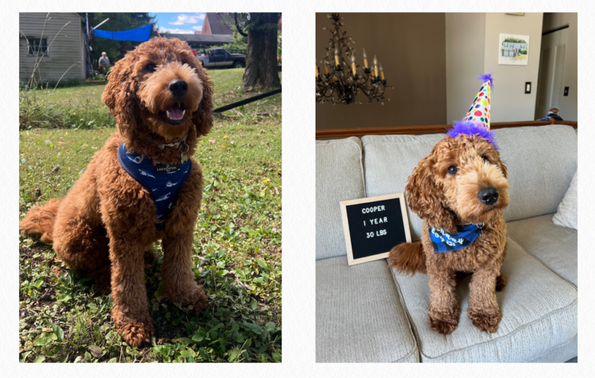 Dziwani Zosangalatsa za Mini ndi Moyen Goldendoodles ku Dallas, Texas